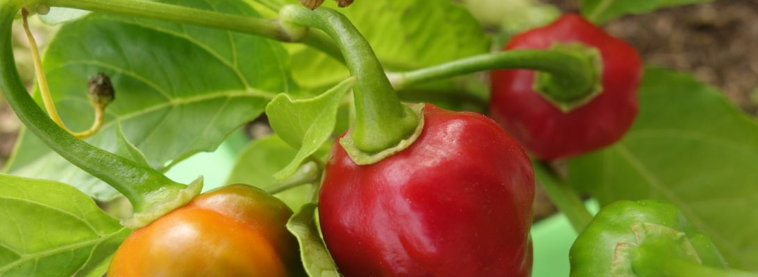 How to Grow Your Own Chilli Peppers Indoors (a guest post)