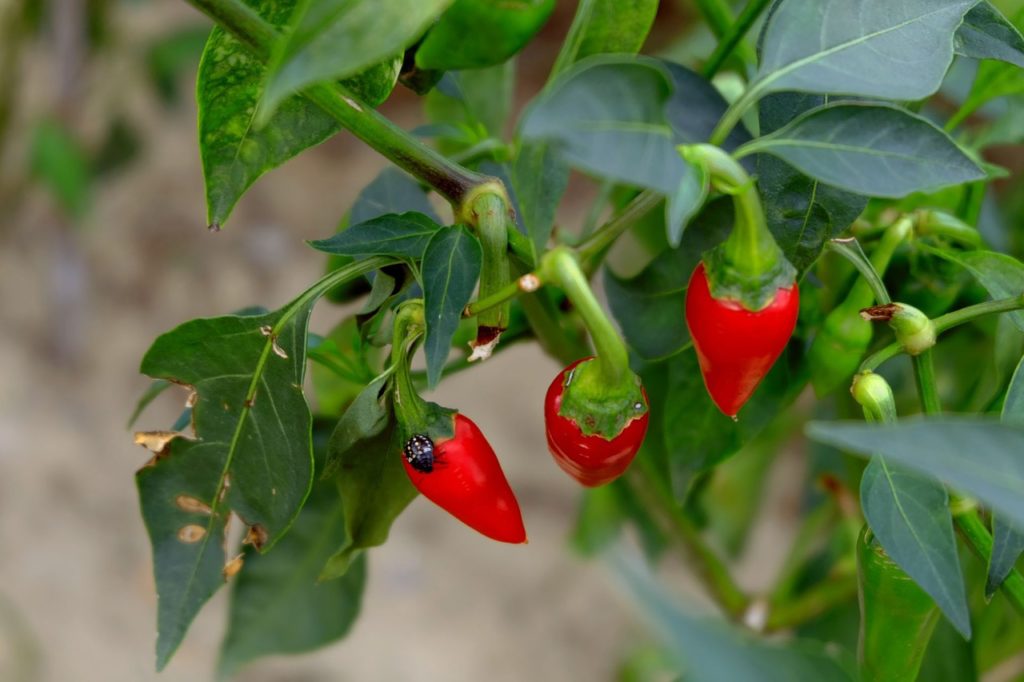 How to Grow Your Own Chilli Peppers Indoors (a guest post)